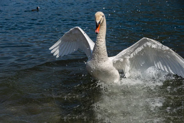 Gölde açık kanatlı beyaz kuğu