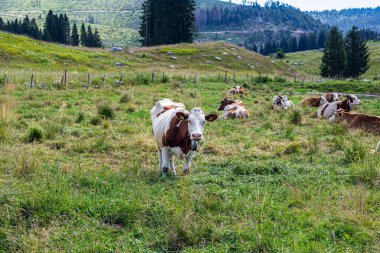 Çiftlik alanındaki inekler