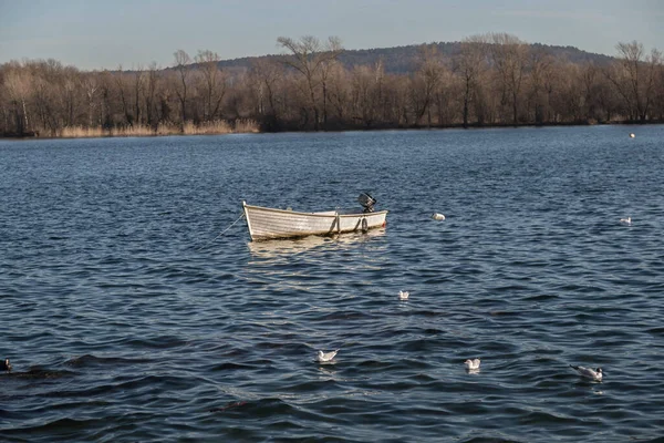 Maggiore Gölü 'nde mavi sularda martılarla kürek çeken bir tekne.