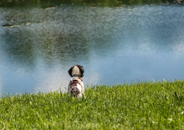 Küçük köpek gölün önündeki çimlerde oturuyor.