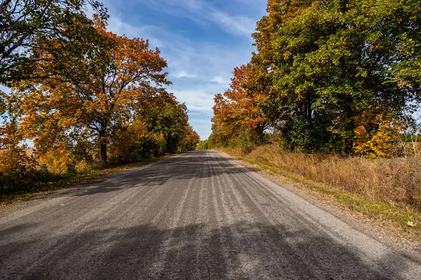 Her iki tarafında ağaçlar olan yol neredeyse gökyüzüne çıkıyor.