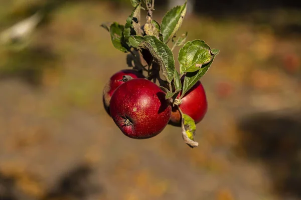 Meyve bahçesinde olgunlaşmış kırmızı elmalarla dalları kapatın ve hasat için hazır olun.