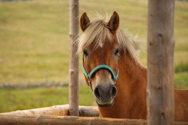 Bulanık çayır arka planında atın ahırdaki yakın plan görüntüsü