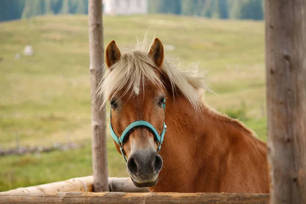 Bulanık çayır arka planında atın ahırdaki yakın plan görüntüsü