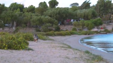 Dog runs outdoors on the beach. High quality 4k footage
