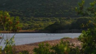 pink flamingos in the lake. High quality 4k footage