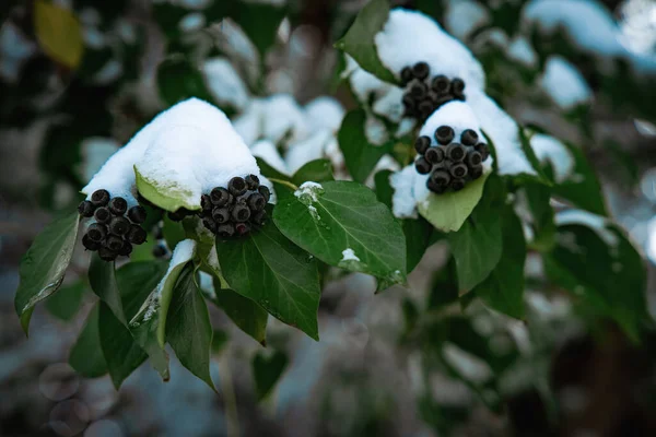 Pokryte Śniegiem Zielone Liście Sezon Zimowy Wysokiej Jakości Zdjęcie — Zdjęcie stockowe