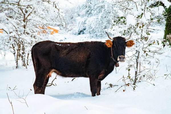 Czarna Krowa Śniegu Badde Salighes Sardynia Wysokiej Jakości Zdjęcie — Zdjęcie stockowe