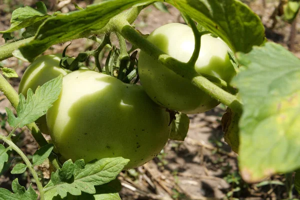 Tomates Verdes Cuelgan Una Rama Jardín Día Soleado — Foto de Stock