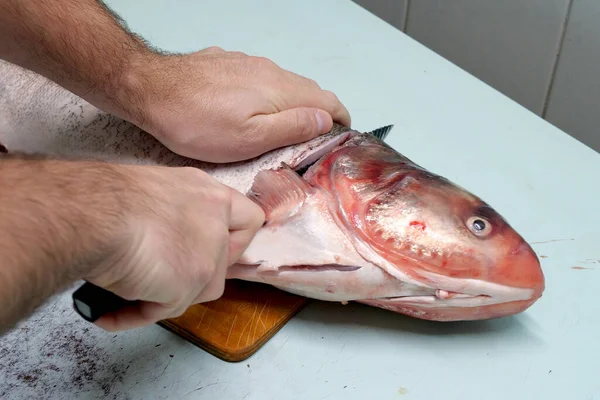 Man Prepares Fresh Silver Carp Fish Cuts Steaks Knife Home — Stock Photo, Image