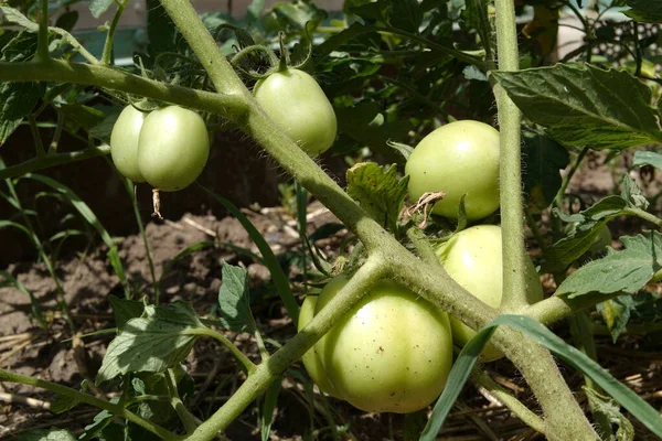 Tomates Verdes Cuelgan Una Rama Jardín Día Soleado — Foto de Stock
