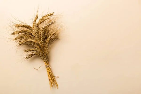 麦穗闭合 种子在彩色背景上 天然谷类植物 收获时间概念 顶部视图 平面放置与复制空间 世界小麦危机 — 图库照片