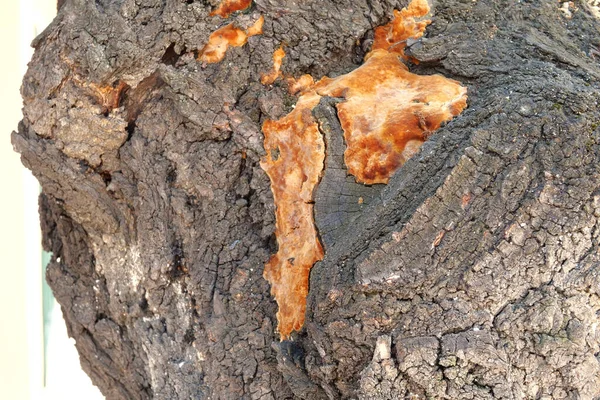 Fungus Tree Trunk Outdoor Fungal Disease Close — Stock Photo, Image