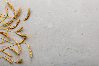 Buğday yaprağı kulakları kapanıyor ve tohumlar renkli arkaplanda. Doğal tahıl bitkisi, hasat zamanı konsepti. Üst manzara, fotokopi alanı olan düz bir yer. dünya buğday krizi.