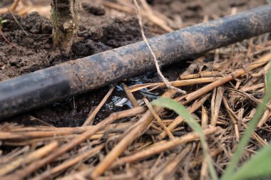 Bitkinin sulanması. Su, çiftlikte kullanılan damlama sulama sistemine damlıyor ve suyu damla damla tasarruf ettiriyor..