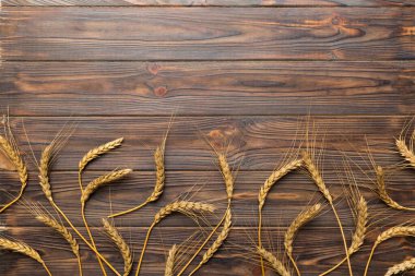 Buğday yaprağı kulakları kapanıyor ve tohumlar renkli arkaplanda. Doğal tahıl bitkisi, hasat zamanı konsepti. Üst manzara, fotokopi alanı olan düz bir yer. dünya buğday krizi.