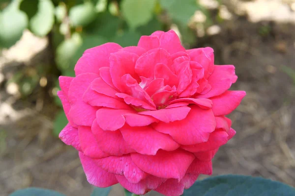 Zahradní Sprej Růžových Růží Zblízka Zelené Listy Větvích Jasně Kvetoucí — Stock fotografie