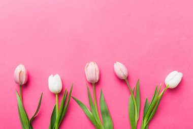 Renkli bir tatil çerçevesinde pembe ve beyaz laleler. 8 Mart, doğum günü, anneler günü için çiçek arkaplanı. Üst görünüm düzlemini kopyala.