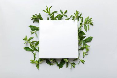 Boş kağıttan yapılmış çelenk çerçevesi, metin için boşluk ve renkli arkaplanda nane yaprakları. - Evet. Darphane deseni. Düz yatıyordu. Üst görünüm.