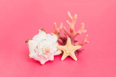 Renkli arka planda plaj deniz kabukları. Kopyalama alanı kullan.