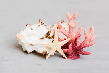 Renkli arka planda plaj deniz kabukları. Kopyalama alanı kullan.