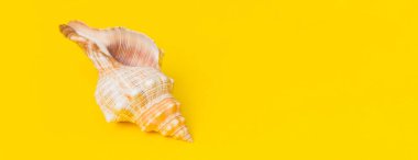 Renkli arka planda plaj deniz kabukları. Kopyalama alanı kullan.