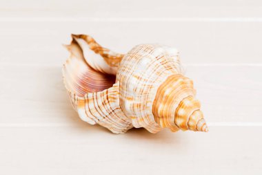 Renkli arka planda plaj deniz kabukları. Kopyalama alanı kullan.