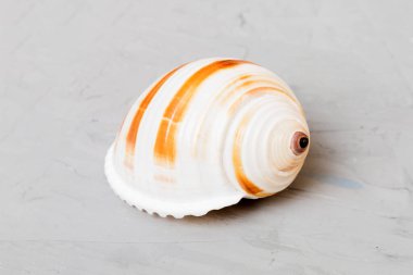 Renkli arka planda plaj deniz kabukları. Kopyalama alanı kullan.