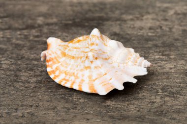 Renkli arka planda plaj deniz kabukları. Kopyalama alanı kullan.