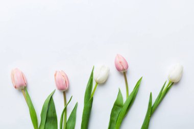 Renkli bir tatil çerçevesinde pembe ve beyaz laleler. 8 Mart, doğum günü, anneler günü için çiçek arkaplanı. Üst görünüm düzlemini kopyala.