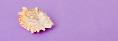Renkli arka planda plaj deniz kabukları. Kopyalama alanı kullan.