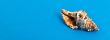 Renkli arka planda plaj deniz kabukları. Kopyalama alanı kullan.