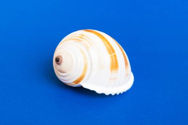 Renkli arka planda plaj deniz kabukları. Kopyalama alanı kullan.