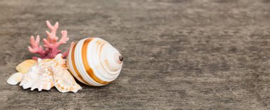 Renkli arka planda plaj deniz kabukları. Kopyalama alanı kullan.