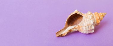 Renkli arka planda plaj deniz kabukları. Kopyalama alanı kullan.