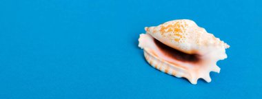 Renkli arka planda plaj deniz kabukları. Kopyalama alanı kullan.