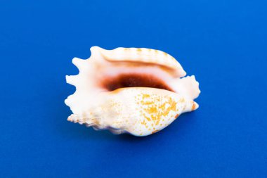 Renkli arka planda plaj deniz kabukları. Kopyalama alanı kullan.