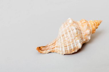 Renkli arka planda plaj deniz kabukları. Kopyalama alanı kullan.