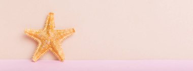 Renkli arka planda plaj deniz kabukları. Kopyalama alanı kullan.