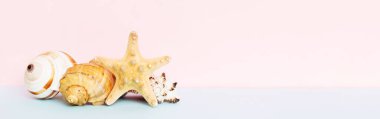 Renkli arka planda plaj deniz kabukları. Kopyalama alanı kullan.