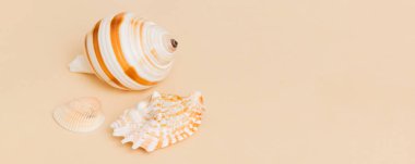 Beach seashells on colored background. Mock up with copy space.