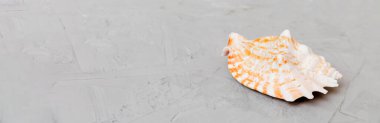 Renkli arka planda plaj deniz kabukları. Kopyalama alanı kullan.