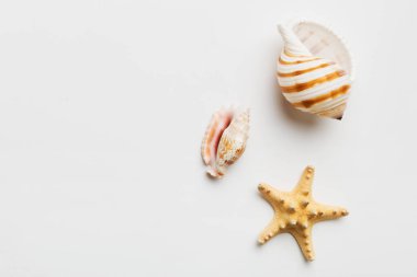 Yaz zamanı konsepti düz kompozisyon ile güzel deniz yıldızları ve deniz kabukları renkli tablo üzerinde yatıyordu, metin için metin alanı ile üst görünüm.