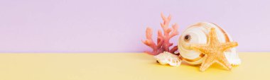 Renkli arka planda plaj deniz kabukları. Kopyalama alanı kullan.