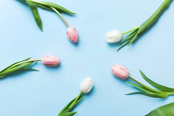 Pink and white tulips on a colored holiday frame Background. Floral spring background for March 8, birthday, mother\'s day. copy space top view flat lay.