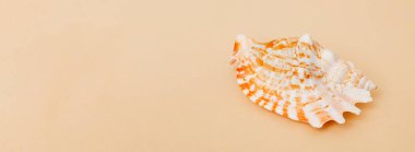 Beach seashells on colored background. Mock up with copy space.