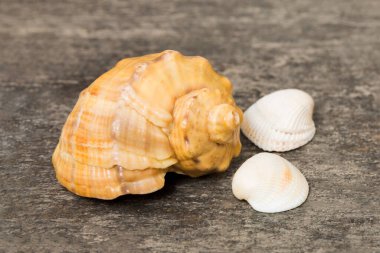 Beach seashells on colored background. Mock up with copy space.