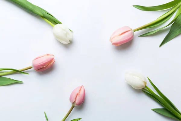 Pink and white tulips on a colored holiday frame Background. Floral spring background for March 8, birthday, mother\'s day. copy space top view flat lay.