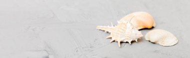 Renkli arka planda plaj deniz kabukları. Kopyalama alanı kullan.