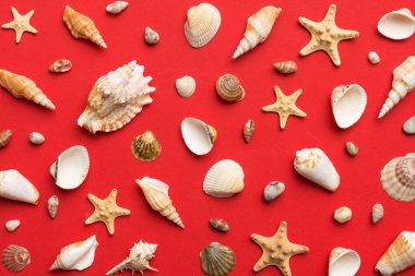 Summer time concept Flat lay composition with beautiful starfish and sea shells on colored table, top view.